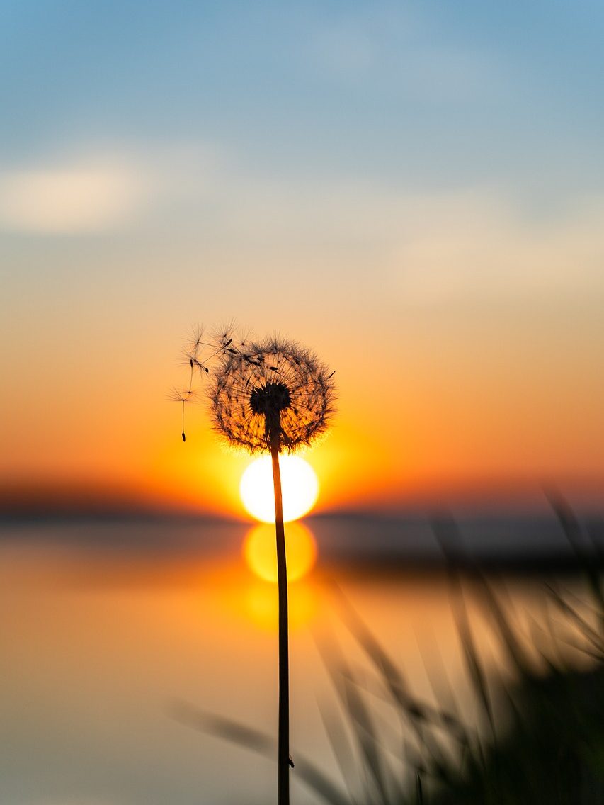 dandelion, sunset, flower