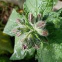 cucumber herb, borage, the plant in bud-4549166.jpg