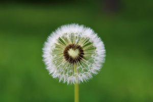 dandelion, heart, wish-4163657.jpg