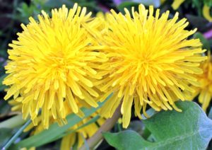 dandelion, nature, flower-1359437.jpg