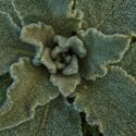 mullein, leaf rosette, hoarfrost-4766194.jpg