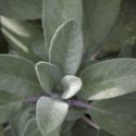 sage, seasoning, culinary herbs-3650534.jpg